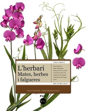 HERBARI, L' -MATES HERBES I FALGUERES- | 9788447531905 | LLISTOSELLA, JAUME/SÀNCHEZ-CUX