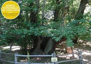 ARBRES VENERABLES DE CATALUNYA | 9788409483716 | LLERINS, RICARD